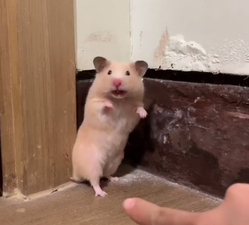 被戳吓一跳的仓鼠,仓鼠被吓到的迷惑行为