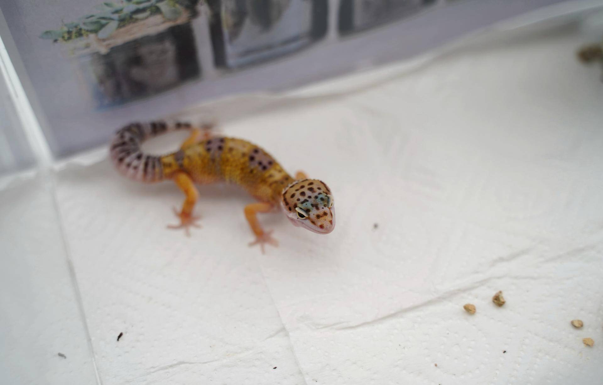 新手如何饲养一只豹纹守宫知乎,如何养好一只豹纹守宫