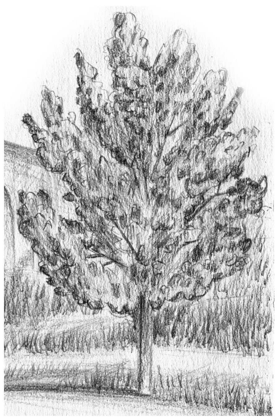 素描初学者绘画步骤图几何体,素描画几何体简单初学者