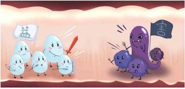 比较火的益生菌,益生菌为什么突然火了