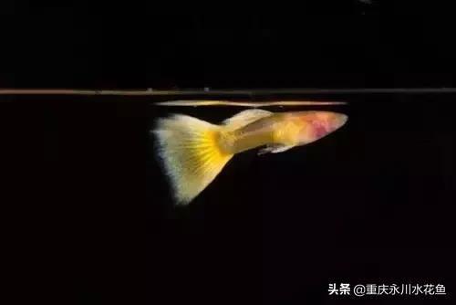 热带观赏鱼孔雀,热带观赏鱼巴西迷你孔雀鱼