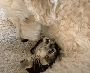 流浪猫猫赖到门口不走,流浪猫在我家门口赖着不走了