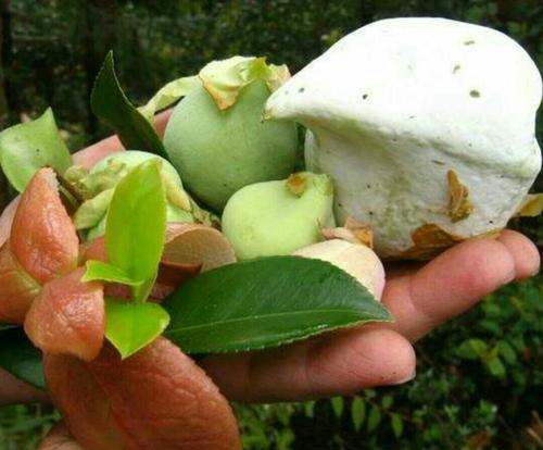 江西农村才有的31种正宗野果,农村100种野果图片带名称大全