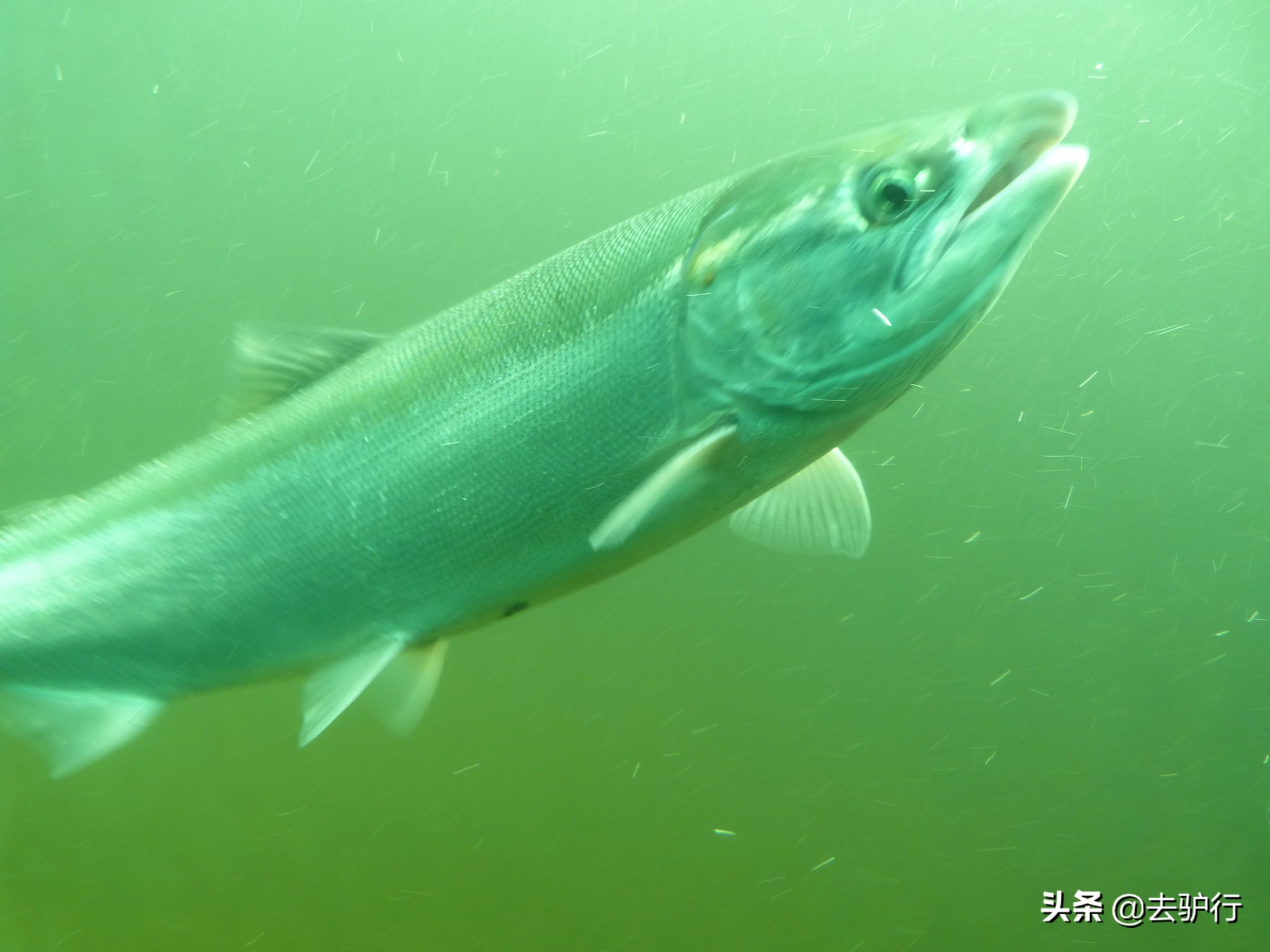 挪威三文鱼大规模养殖,挪威三文鱼养殖一年赚多少钱