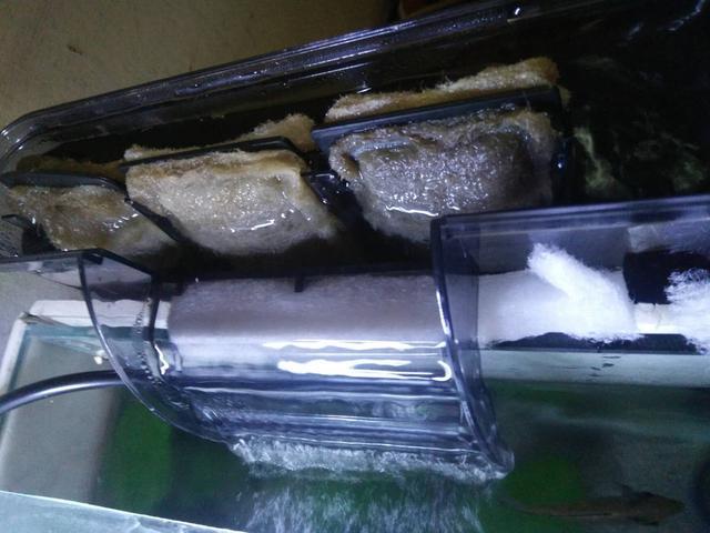 怎么清除鱼缸里的水泡,鱼缸缸壁上的气泡多久能消除