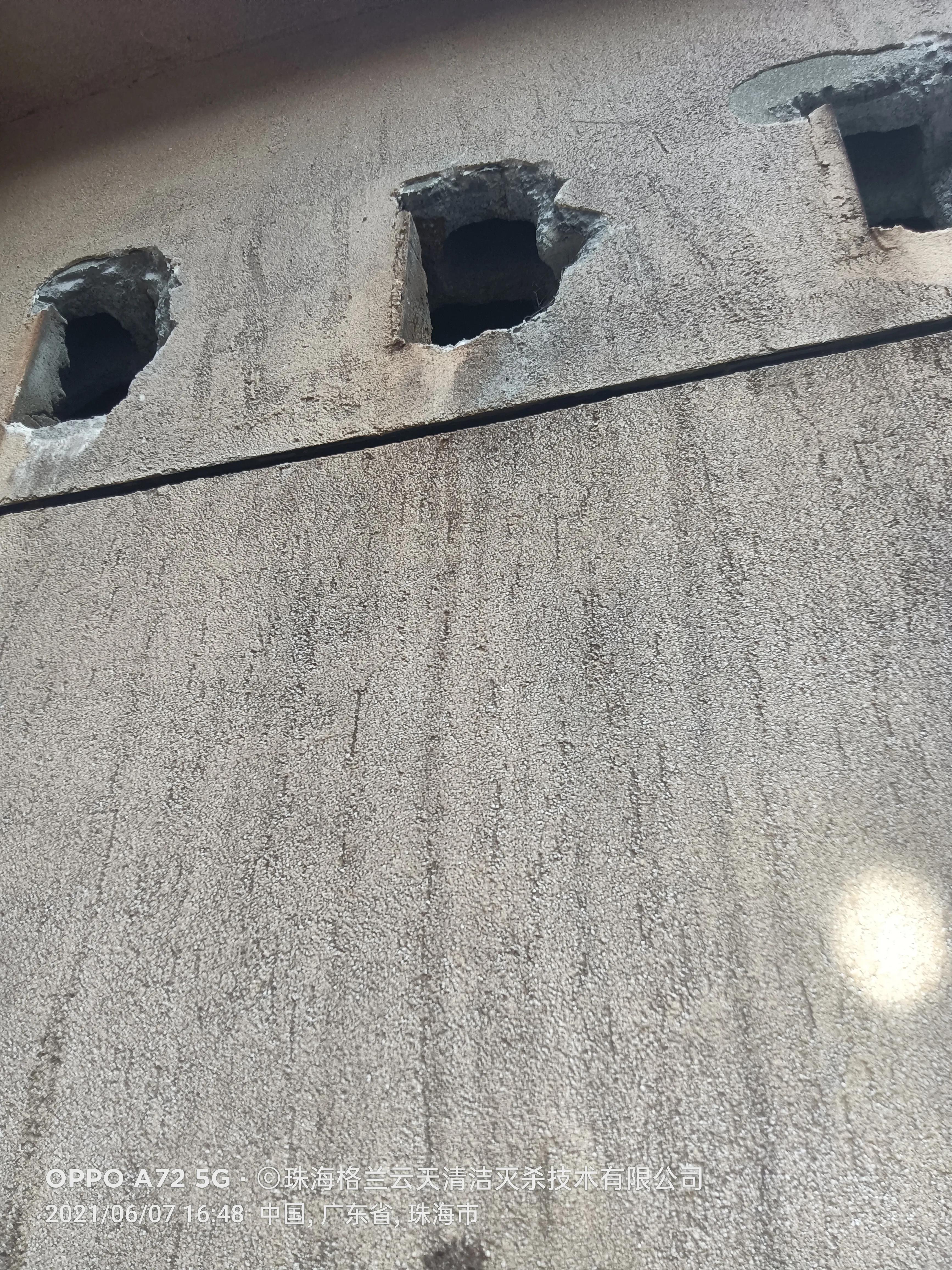 珠海白蚁防治公司现场灭杀白蚁,珠海白蚁防治