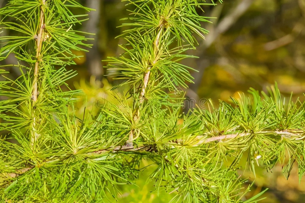 买爱格板需要了解什么,爱格板有假的吗