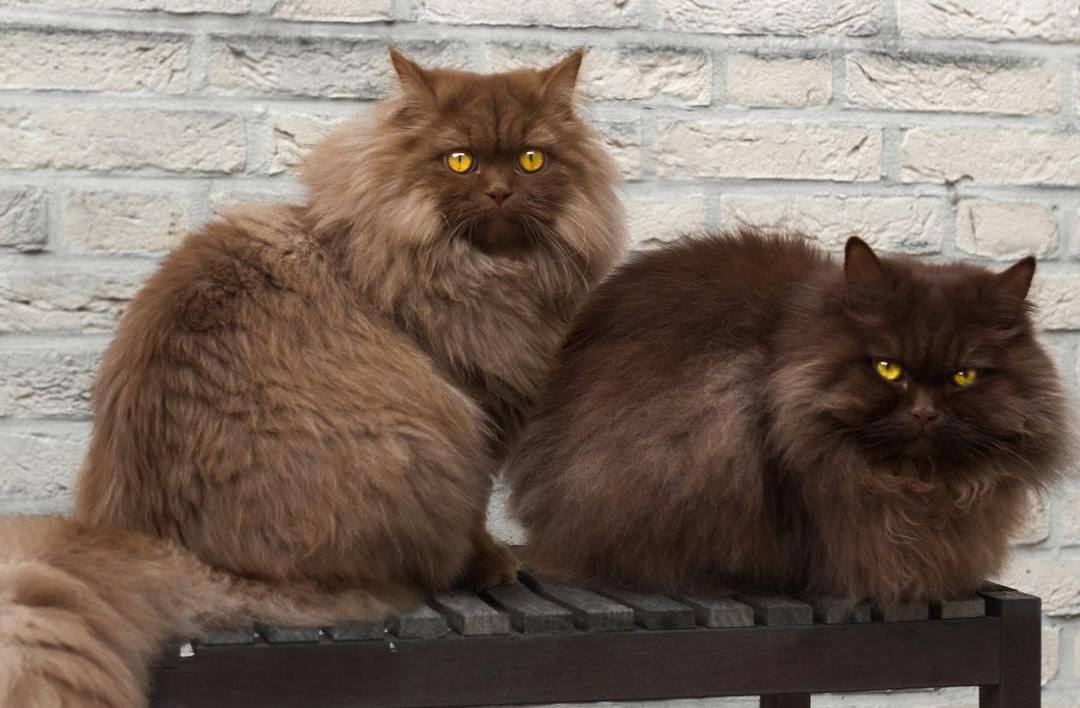 新手养猫必做筛查,新手养猫如何知道猫咪健康