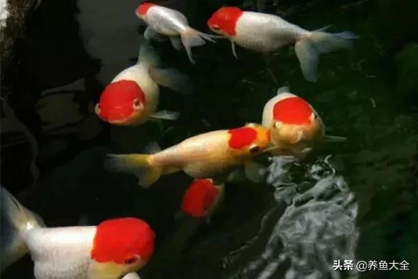 鱼儿吃不动鱼食,金鱼的另类鱼食