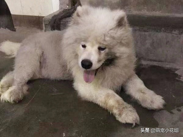 狠心主人把萨摩耶犬遗弃在路边,微笑天使萨摩耶犬被救治