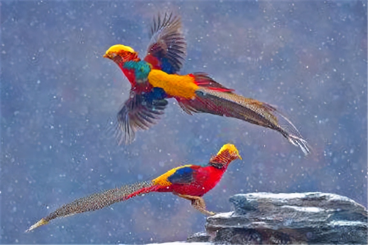 白头海雕是几时被列为美国国鸟的,美国的国鸟是白头海雕对还是错