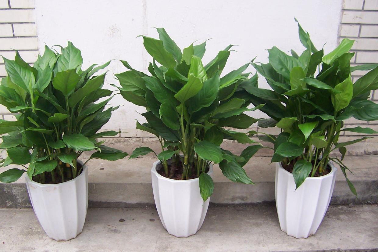 万年青栽培及养护注意事项,万年青如何栽培养护