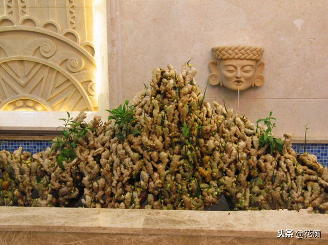 姜山水培方法,姜山盆景种植