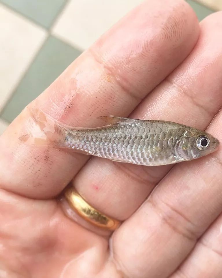 世界顶级淡水鱼大全,世界上顶级鱼类大全