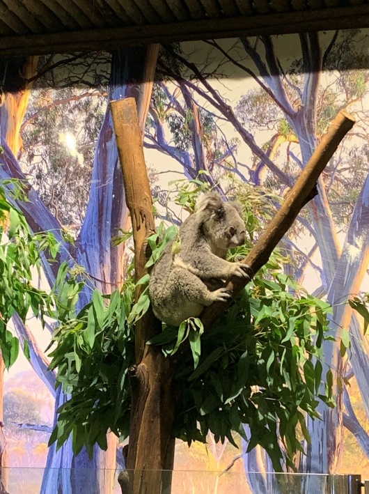 长隆野生动物世界推荐,长隆野生动物园必看动物