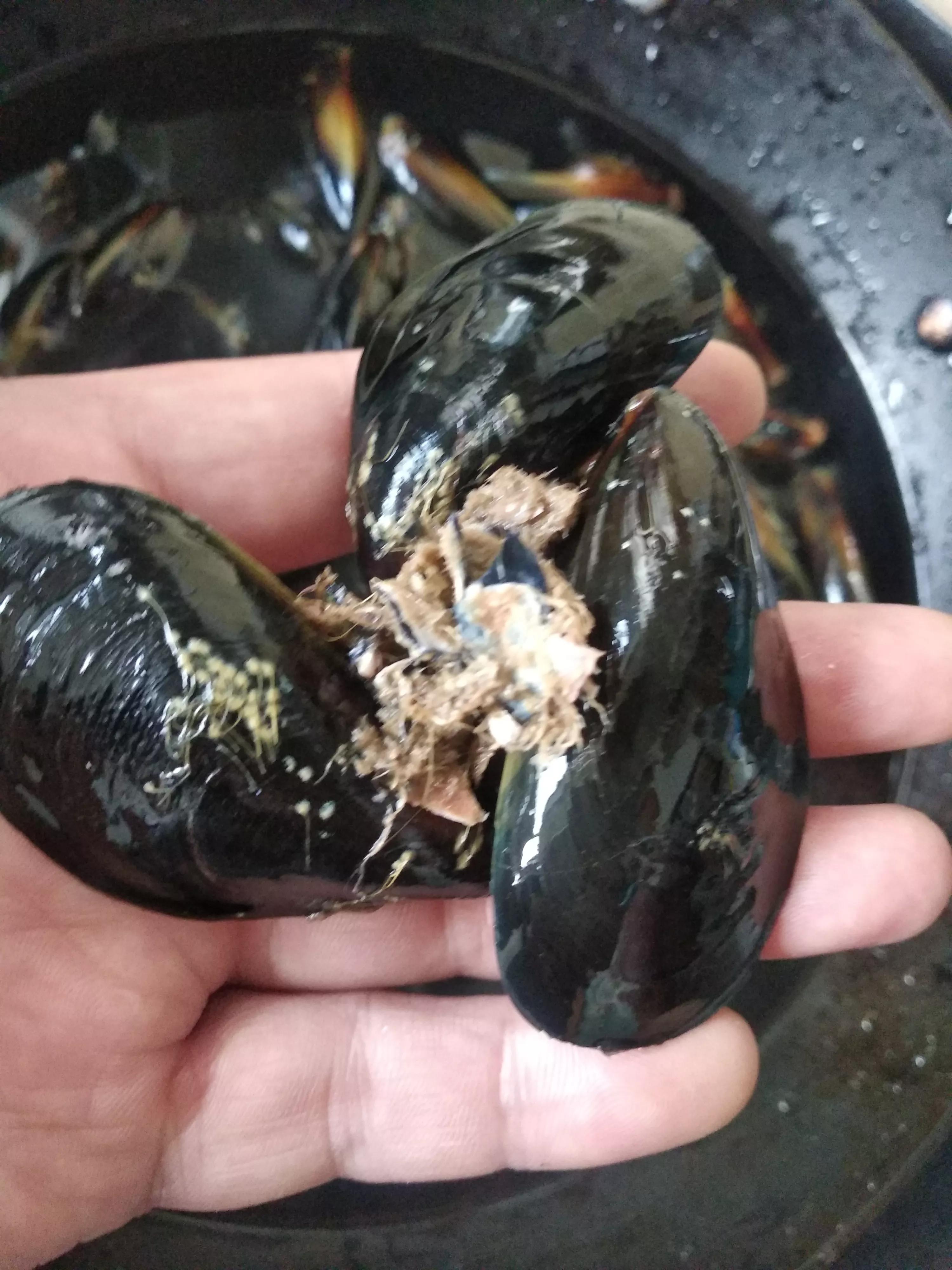 吃海虹正确方法,煮熟的海虹吃不了怎么做