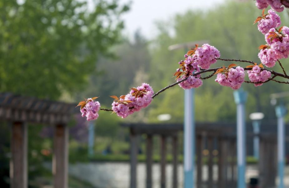 原创诗词—往事如风皆隐去心中幽梦雪莲香