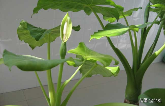 山里的滴水观音盆栽,滴水观音盆栽效果图