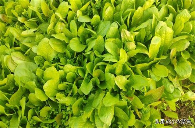 莴苣怎么采种子,莴苣种植的正确方法