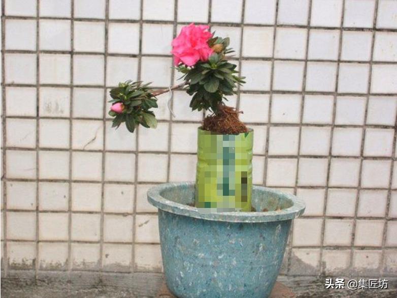 提根杜鹃盆景欣赏,杜鹃提根盆景浇水