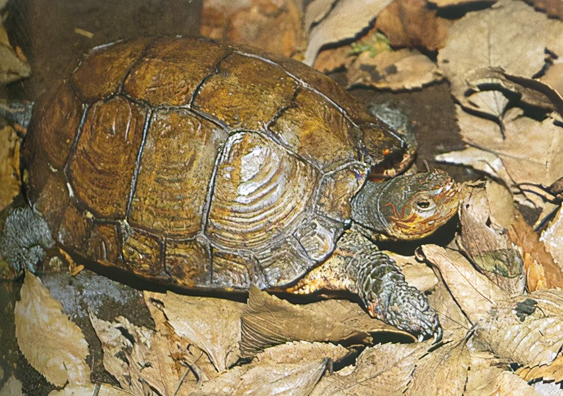 各种龟类图片大全大图,龟类展示会