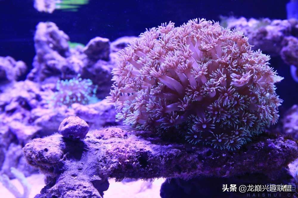 从零开始玩海缸的方法,从零开始玩海缸全过程