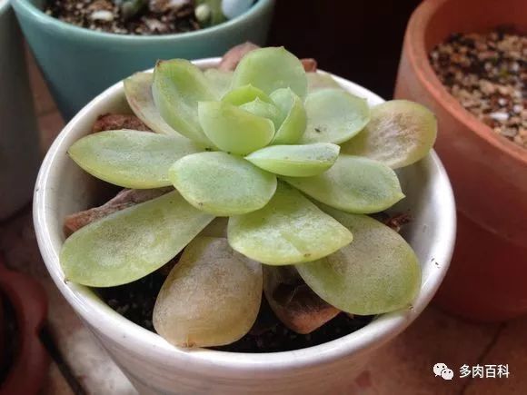 白凤多肉闷着了想化水怎么办,多肉植物为什么化水