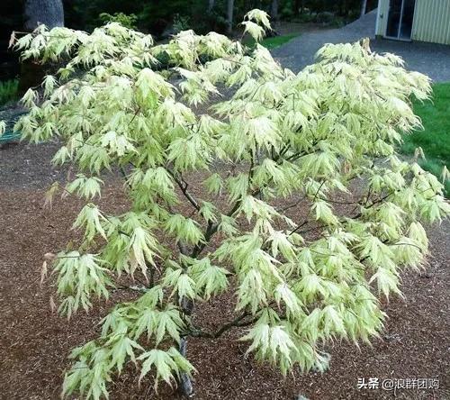 中式庭院藤类植物,枫树和紫藤