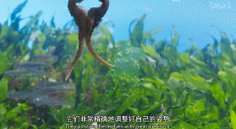 9.9恋爱游戏,9.9分恋爱番