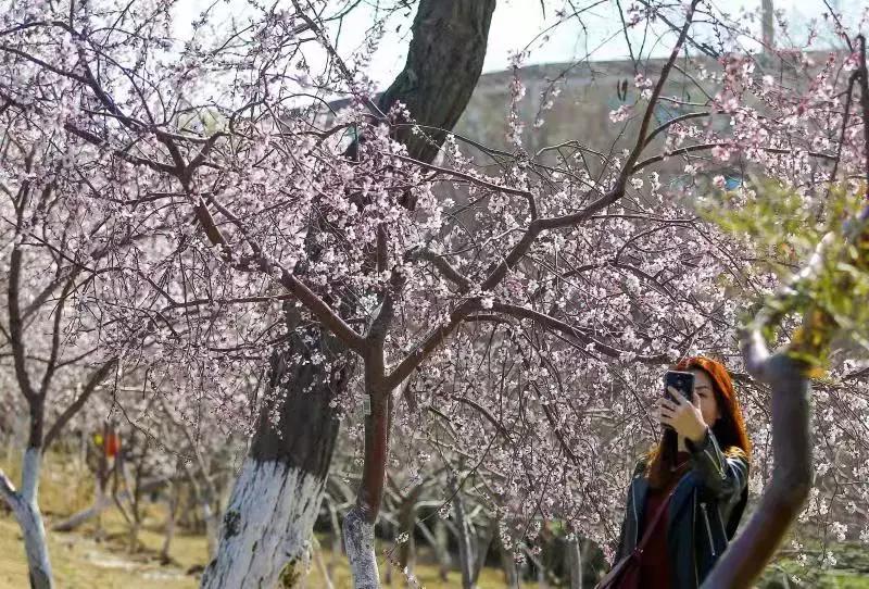 天津除了桃花堤哪里还有桃花,天津看桃花的北运河桃花堤