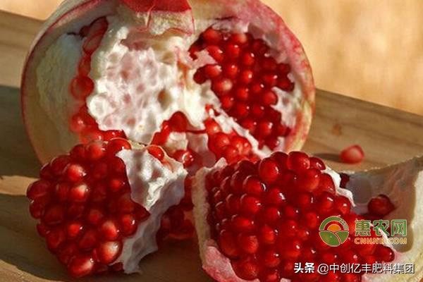 石榴树的种植与管理顺口溜,石榴树的种植与管理技术视频