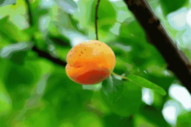好吃的攀枝花当季新鲜水果 (攀枝花这两天特色水果)