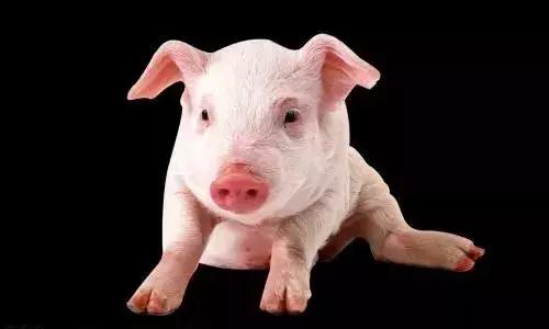 猪粪牛粪羊粪鸡粪哪种粪最好,鸡粪羊粪的养分含量