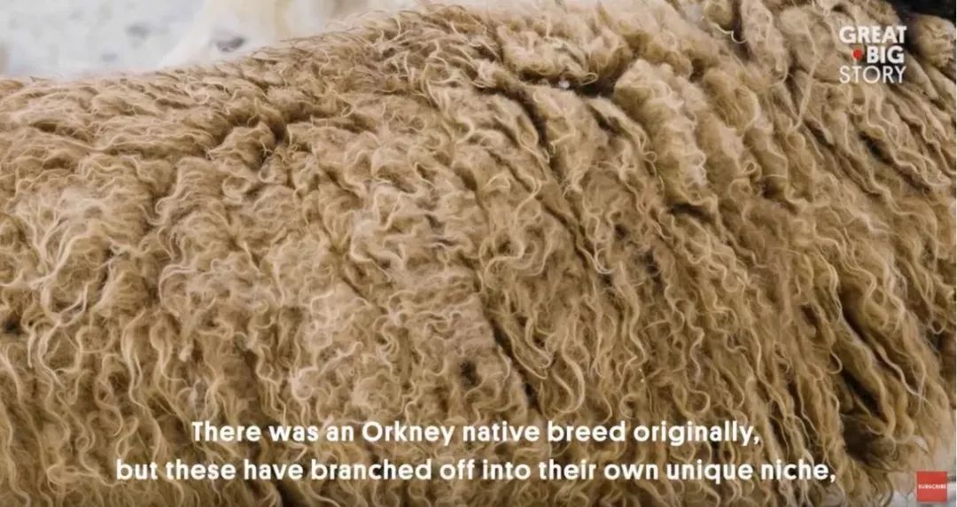 小蓝羊是机能鞋吗,小蓝羊的鞋子的优点