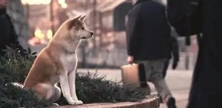 狗狗送人了多久会忘记旧的主人,狗狗寄养时间长了会忘记主人吗