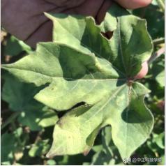 棉花黄萎病最有效的控制方法,棉花黄萎病怎样治