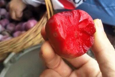 正宗的三华李水果,摘三华李酸甜脆口特解馋