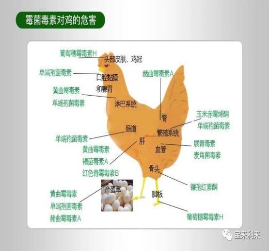 家禽养殖中如何避免霉菌毒素中毒,家禽饲料中霉菌毒素最高标准