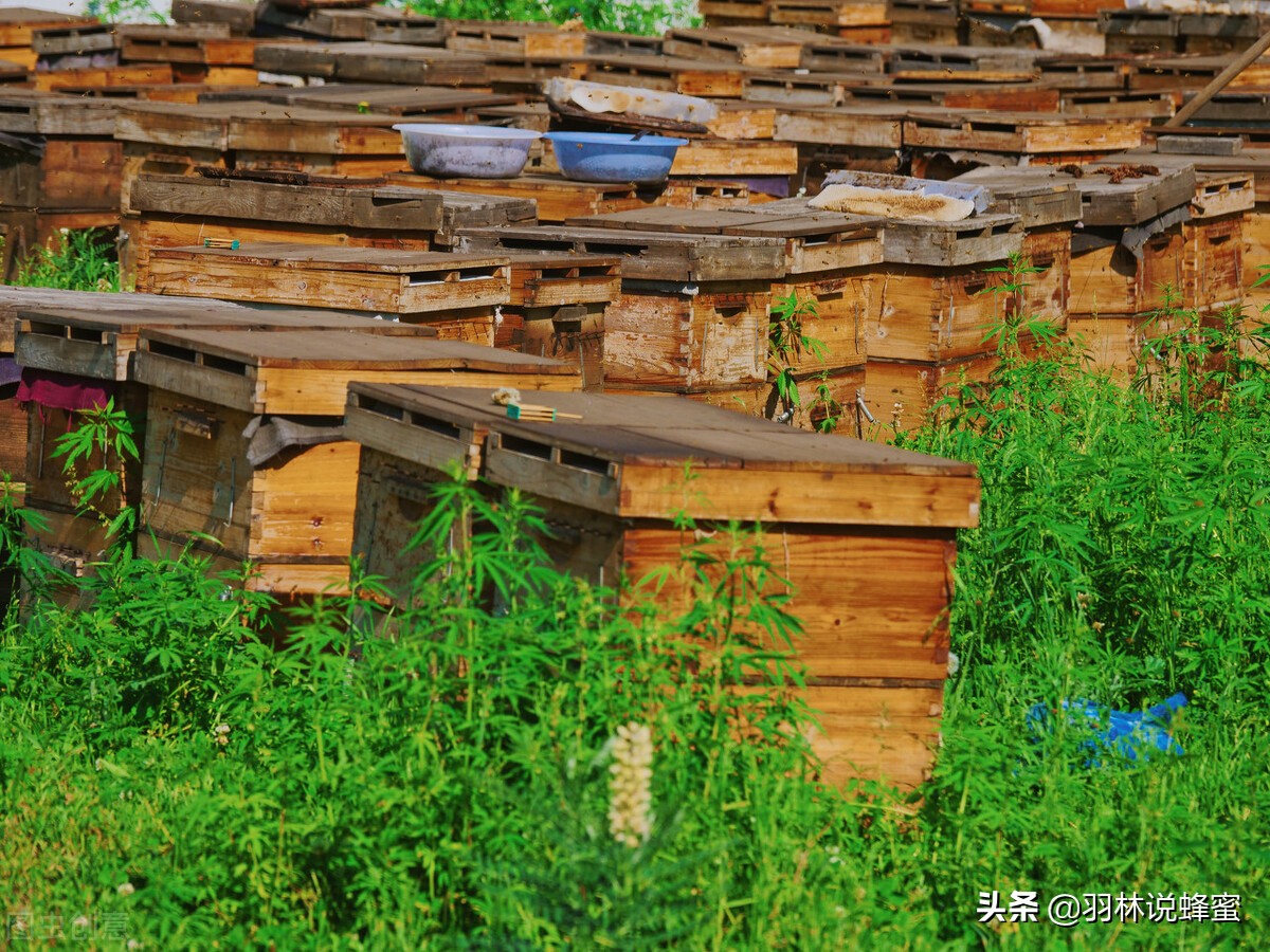 养殖蜜蜂的管理技术及要点有哪些,蜜蜂的养殖与管理知识技巧有哪些