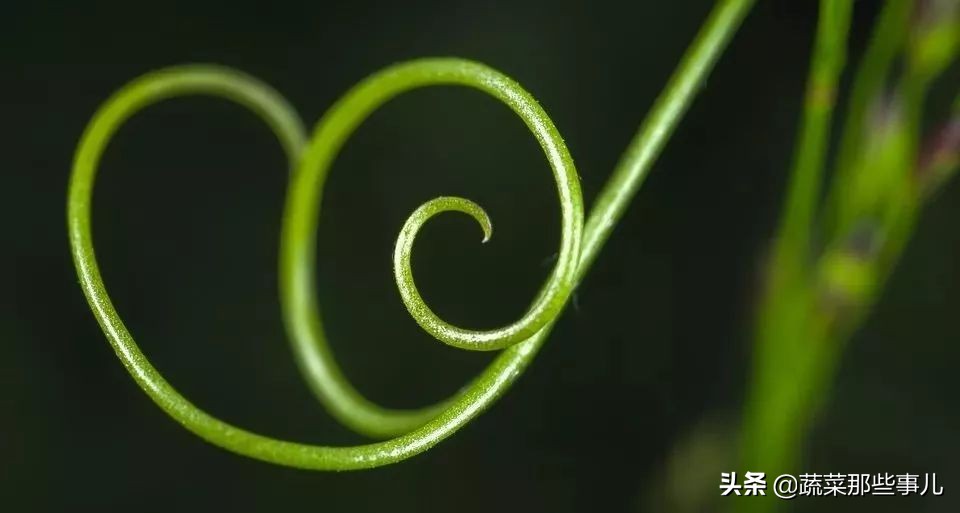 豆角用的是四季豆还是扁豆,豇豆四季豆扁豆区别