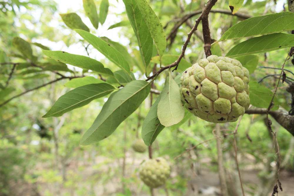 澶х洰鐑甫閲婅喀鏋滅暘鑽旀灊,鐣崝鏋濆拰鑽旀灊鏄竴鏍锋按鏋滃悧