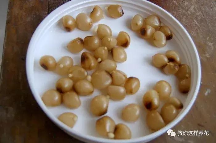 君子兰开花后变成三个头了咋养,君子兰怎样才能结子