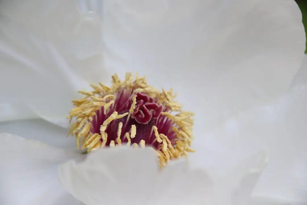 陆游春节的诗,陆游写的关于成都的诗