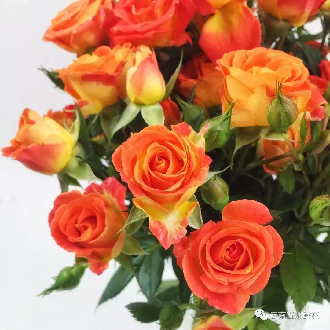 开花店前期花材怎么选购,开花店需要购买什么花材