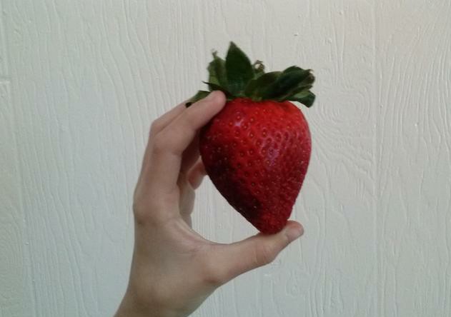 为什么草莓一晒太阳叶子就会干枯,草莓的叶子变黄变干是缺水吗