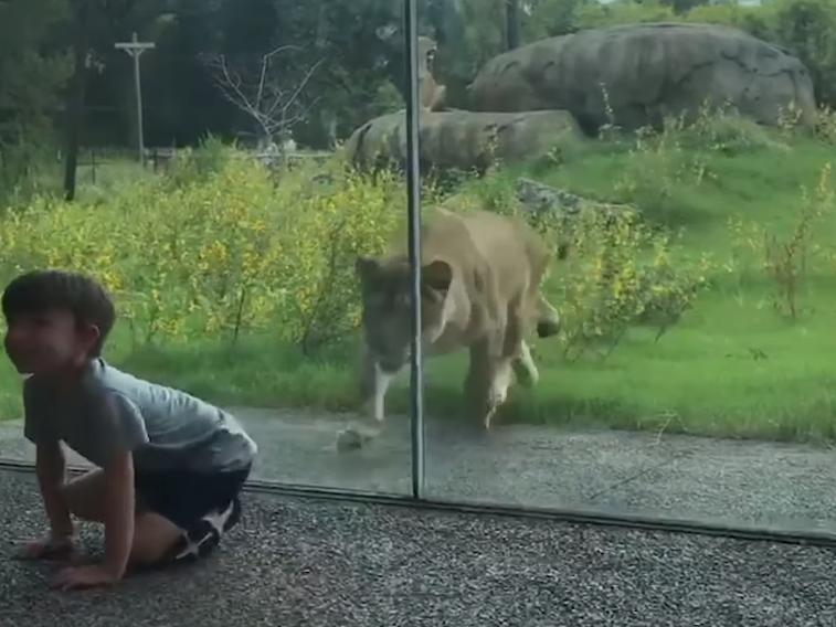 狮子为了救孩子从动物园跑出来,动物园狮子隔着玻璃扑人