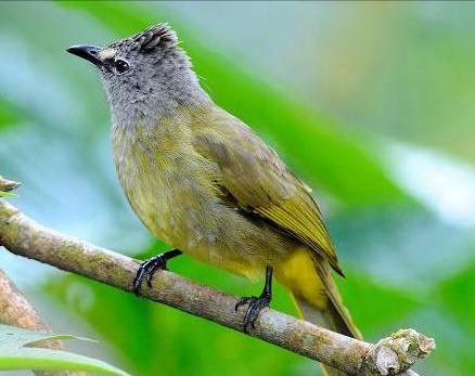 东江揽胜,惠州淡水常见鸟类图谱