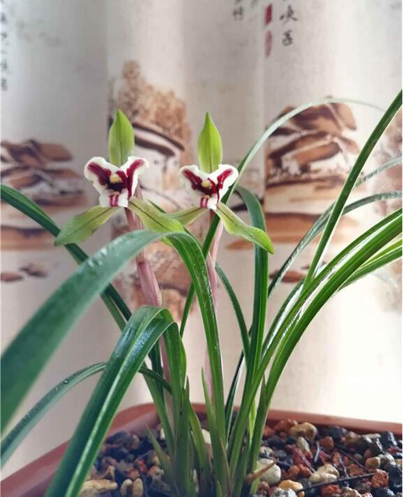 怎样选好兰花品种视频,怎样从兰花芽选择好的兰花