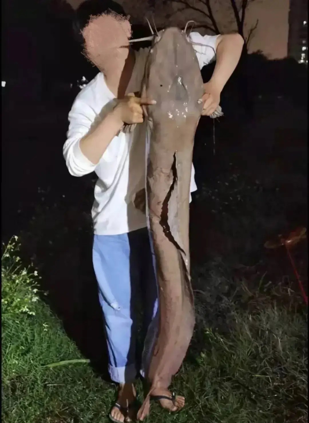 十大入侵最严重的鱼,入侵我国最惨的物种鱼