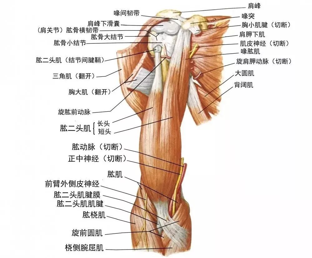 全套人体解剖口诀,人体解剖图谱推荐